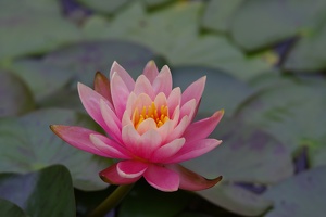 Lotus at Nam Lian Garden (荷花 - 南蓮園池）